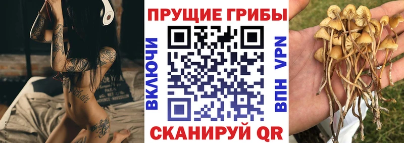 Купить  Вологда  Псилоцибиновые грибы Magic Shrooms 